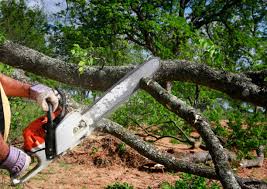 Best Tree Mulching Services  in Bradford, RI